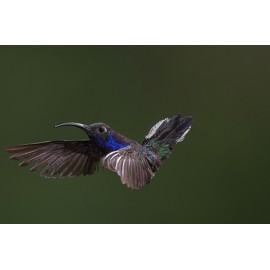 Fototapetas skrendantis paukštis